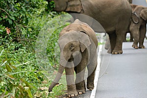 Asian Elephant (Elephas maximus)