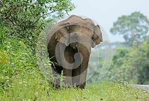 Asian Elephant (Elephas maximus)