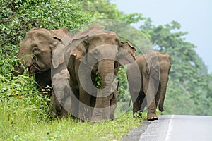 Asian Elephant (Elephas maximus)