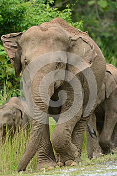 Asian Elephant (Elephas maximus)