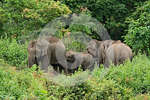 Asian Elephant (Elephas maximus)