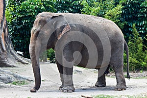 Asian Elephant - Elephas Maximus