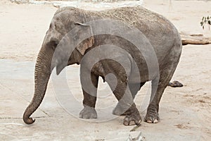 Asian elephant Elephas maximus.