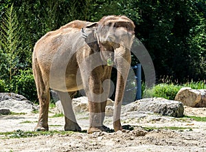 The Asian elephant, Elephas maximus also called Asiatic elephant