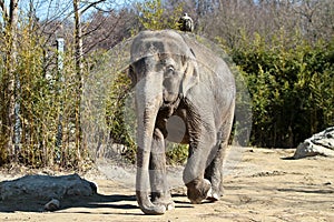 The Asian elephant, Elephas maximus also called Asiatic elephant