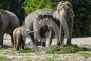 The Asian elephant, Elephas maximus also called Asiatic elephant