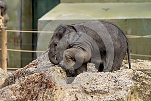 The Asian elephant, Elephas maximus also called Asiatic elephant