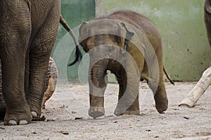 The Asian elephant, Elephas maximus also called Asiatic elephant