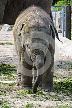 The Asian elephant, Elephas maximus also called Asiatic elephant