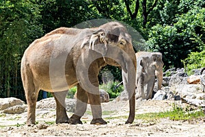 The Asian elephant, Elephas maximus also called Asiatic elephant