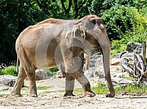 The Asian elephant, Elephas maximus also called Asiatic elephant