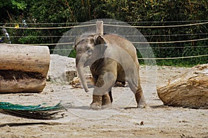 The Asian elephant, Elephas maximus also called Asiatic elephant