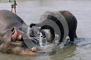 The Asian elephant Elephas maximus, also called Asiatic elephant