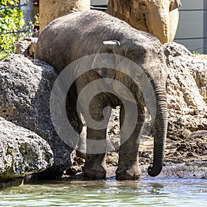 The Asian elephant, Elephas maximus also called Asiatic elephant