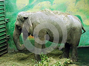 The Asian elephant Elephas maximus, Asiatic elephant, Der Asiatische Elefant or Azijski slon photo