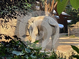 Asian elephant Elephas maximus, Asiatic elephant, Der Asiatische Elefant, L`Ã©lÃ©phant indien, El elefante asiÃ¡tico, Azijski slon