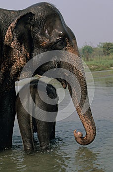 Elephant Safari in Chitwan, Chitwan national park