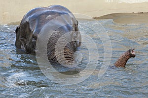 Asian elephant Elephas maximus bathing