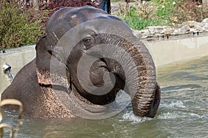 Asian elephant Elephas maximus bathing