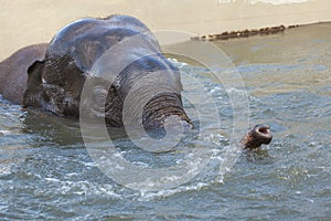 Asian elephant Elephas maximus bathing