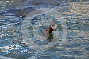 Asian elephant Elephas maximus bathing