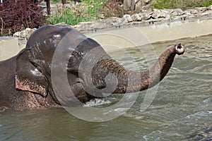 Asian elephant Elephas maximus bathing