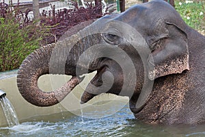 Asian elephant Elephas maximus bathing