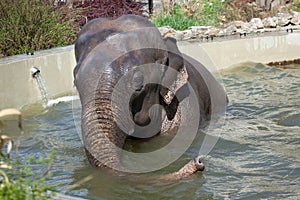 Asian elephant Elephas maximus bathing