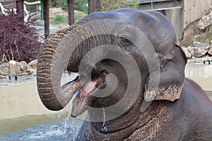Asian elephant Elephas maximus bathing