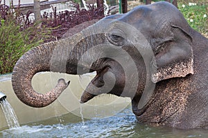 Asian elephant & x28;Elephas maximus& x29; bathing