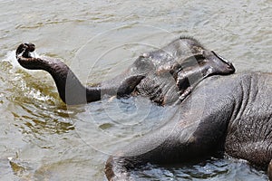 Asian elephant Elephas maximus bathing in the river