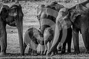 Asian Elephant - Elephas maximus, beautiful large iconic mammal