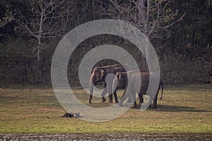 Asian Elephant - Elephas maximus, beautiful large iconic mammal