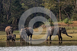 Asian Elephant - Elephas maximus, beautiful large iconic mammal