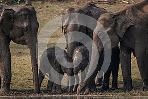 Asian Elephant - Elephas maximus, beautiful large iconic mammal