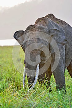 Asian Elephant - Elephas maximus dominant male tusker in an Indian forest
