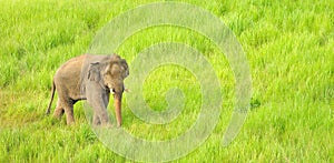 Asian Elephant Elephas maximus in grassland at Khao Yai national park, Thailand