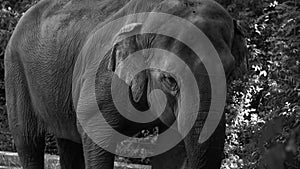 Asian elephant Elephas maximus in its enclosure of a zoo that waves its ears