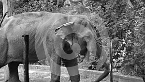 Asian elephant Elephas maximus in its enclosure of a zoo that waves its ears