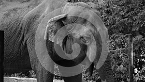 Asian elephant Elephas maximus in its enclosure of a zoo that waves its ears