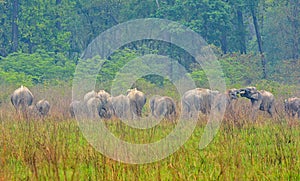 Asian Elephant - Elephas maximus large herd in an Indian forest