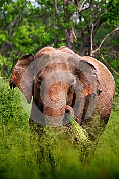 Asian Elephant, Elephas maximus maximus, with green grass in the trunk, big mammal in the nature habitat, Yala National Pakr, Sri