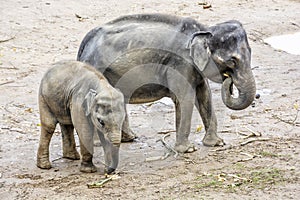 Asian elephant - Elephas maximus, mother with cub