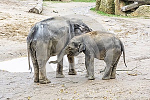 Asian elephant - Elephas maximus, mother with cub