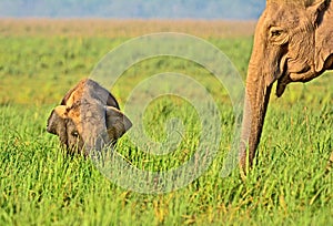 Asian Elephant - Elephas maximus; new born baby elephant under mother supervision in an Indian forest