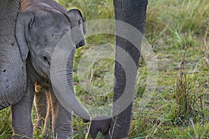Asian Elephant - Elephas maximus; new born baby elephant under mother supervision in an Indian forest