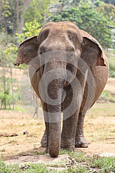 Asian elephant Elephas maximus in Pinnawala orphanage