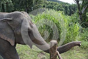 The Asian elephant Elephas maximus is a species of proboscidea