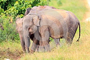 Asian elephant