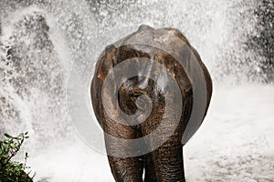 Asian elephant enjoying refreshment of water in waterfall